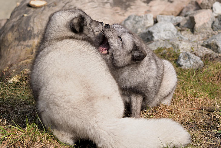 Polarfuchs (©Foto: Gemma Borrell)
